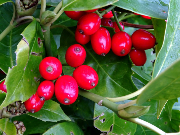 Обои картинки фото природа, Ягоды, ягоды, красные