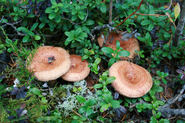 Обои картинки фото волнушки, природа, грибы