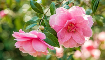 Картинка цветы камелии розовая камелия