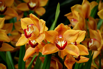обоя цветы, орхидеи, персиковые, экзотика