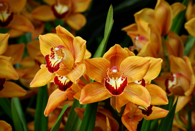 Обои картинки фото цветы, орхидеи, персиковые, экзотика