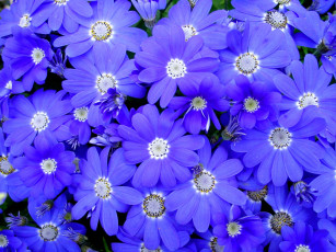 обоя цветы, цинерария, синий, много