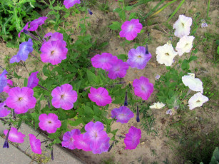 обоя цветы, петунии, калибрахоа, фиолетовый, белый