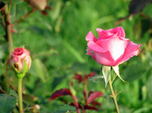обоя цветы, розы, розовый, бутоны