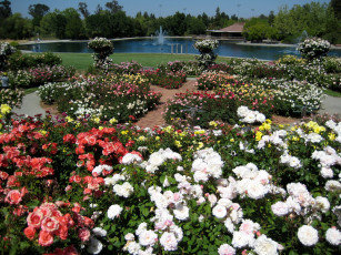 Картинка природа парк водоем фонтан розарий