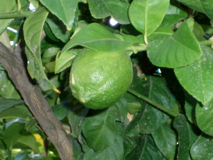 Картинка природа плоды зеленый лимон
