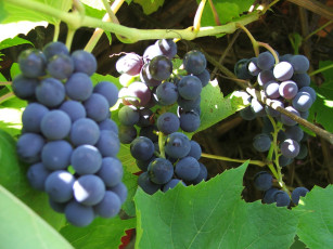 Картинка природа Ягоды виноград грозди