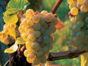 Картинка природа Ягоды виноград зрелые ягоды