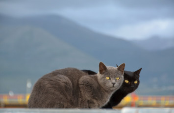 Картинка животные коты cat