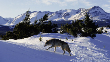 Картинка животные волки горы волк снег зима