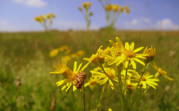 Картинка цветы луговые полевые желтый