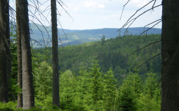 Картинка природа лес горы деревья
