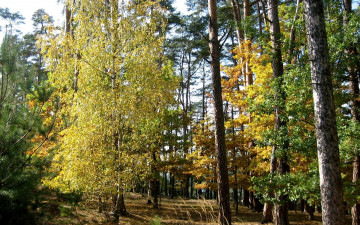 Картинка природа лес сосны береза осень