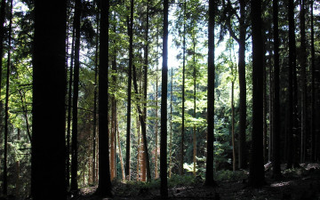Картинка природа лес свет деревья