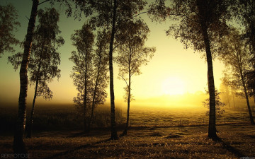 Картинка природа восходы закаты деревья силуэт