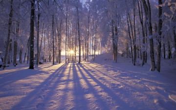 Картинка природа зима деревья тень