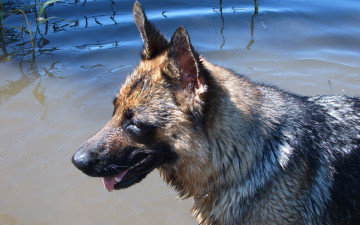 Картинка животные собаки в воде