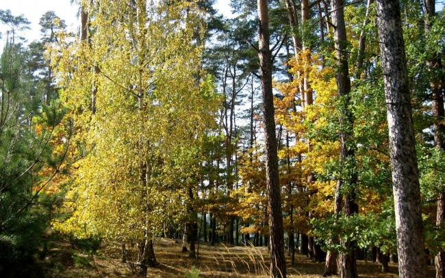 Обои картинки фото природа, лес, сосны, береза, осень