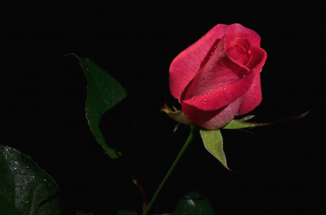 Обои картинки фото цветы, розы, роза, капли, бутон