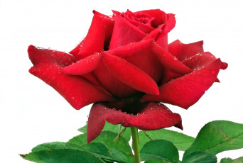 Картинка цветы розы лепестки капли красный