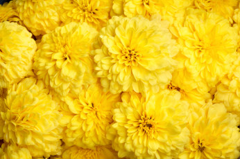 обоя цветы, бархатцы, желтый