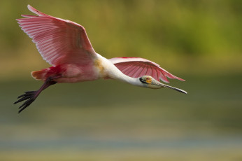 Картинка животные ибисы колпицы птица оперение розовое полет