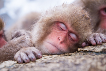 Картинка животные обезьяны мартышка сон
