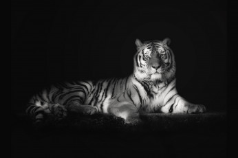 Картинка животные тигры хищник величие