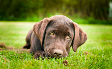 Картинка животные собаки лабрадор ретривер коричневый щенок трава лапка