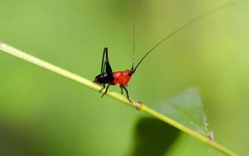 Картинка животные кузнечики саранча веточка насекомое