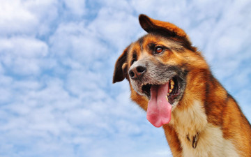 Картинка животные собаки морда язык облака
