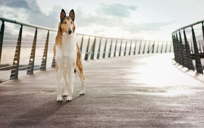 Обои картинки фото животные, собаки, фон, собака, мост