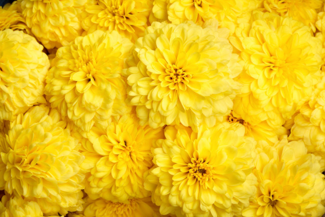 Обои картинки фото цветы, бархатцы, желтый