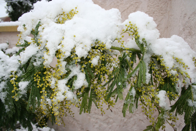 Обои картинки фото цветы, мимоза, снег