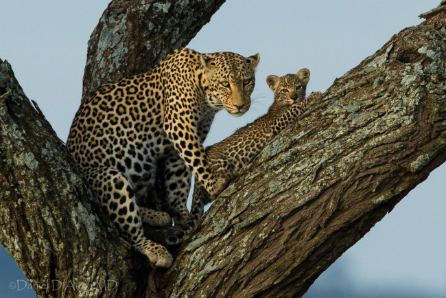 Обои картинки фото животные, леопарды, дерево, малыш, мама