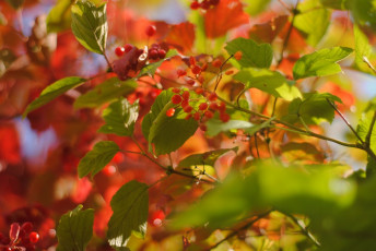 Картинка природа Ягоды ветки листья цвета макро