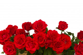 Картинка цветы розы красные белый фон