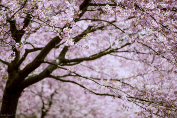 Картинка цветы сакура +вишня розовый дерево ветки цветение весна