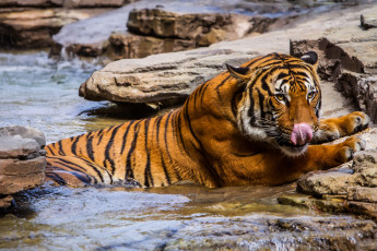 Картинка животные тигры вода тигр камни