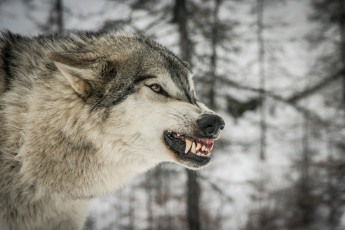 Картинка животные волки +койоты +шакалы клыки пасть угроза ярость злость оскал профиль морда хищник волк