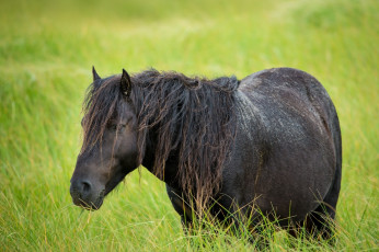 Картинка животные лошади конь грива трава пастбище луг