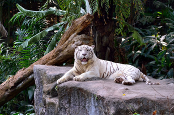 Картинка животные тигры отдых камни заросли кошка белый