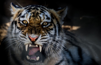 Картинка животные тигры рычание тигр зверь