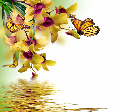 Обои картинки фото разное, компьютерный дизайн, orchid, water, reflection, spring, yellow, flowers, beautiful, butterflies, орхидея, цветы, бабочки