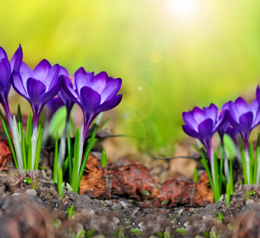 Обои картинки фото цветы, крокусы, spring, flowers, crocus, meadow, purple