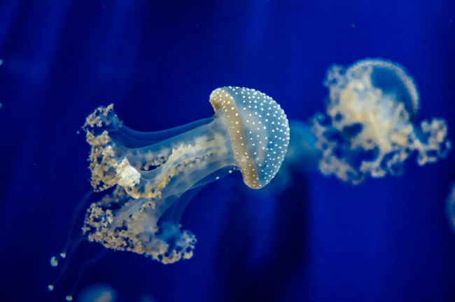 Обои картинки фото животные, медузы, синий, медуза