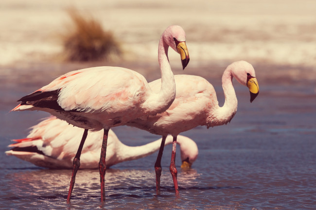 Обои картинки фото животные, фламинго, берег, река, птицы