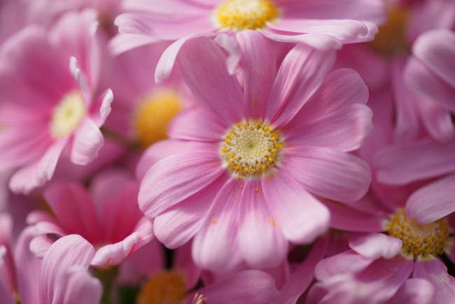 Обои картинки фото цветы, цинерария, розовый