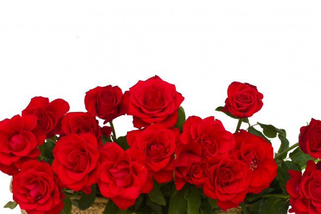 Обои картинки фото цветы, розы, красные, белый, фон