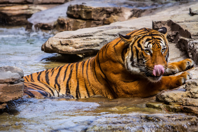 Обои картинки фото животные, тигры, вода, тигр, камни